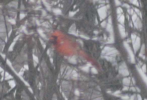 Northern Cardinal - ML646540296