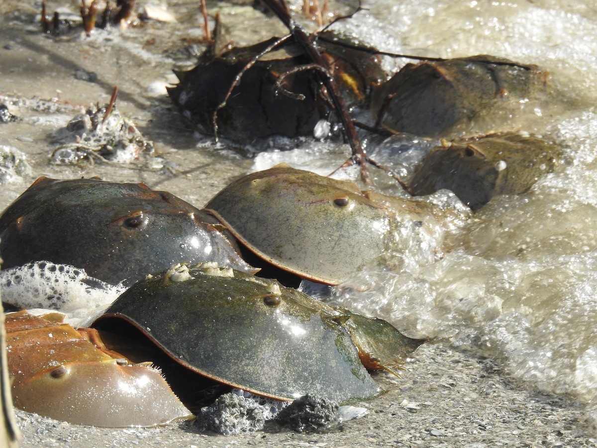 Horseshoe Crabs - ML646540298