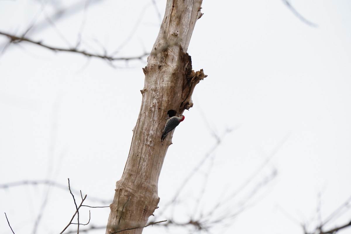 Гіла каролінська - ML646540299