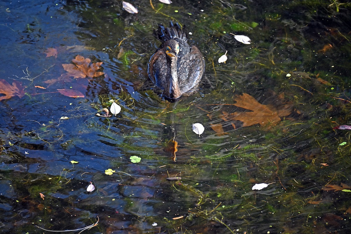 Ушастый баклан - ML646540304