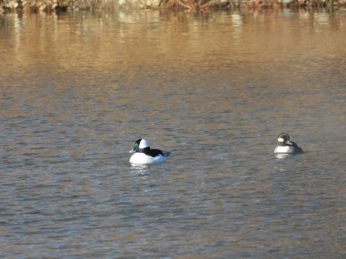 Гоголь-головастик - ML646540305