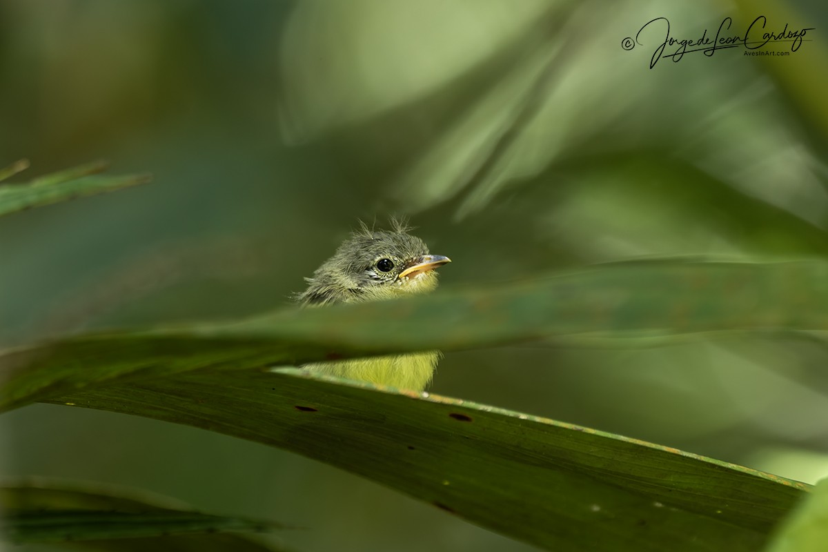 Guianan Tyrannulet - ML646540306
