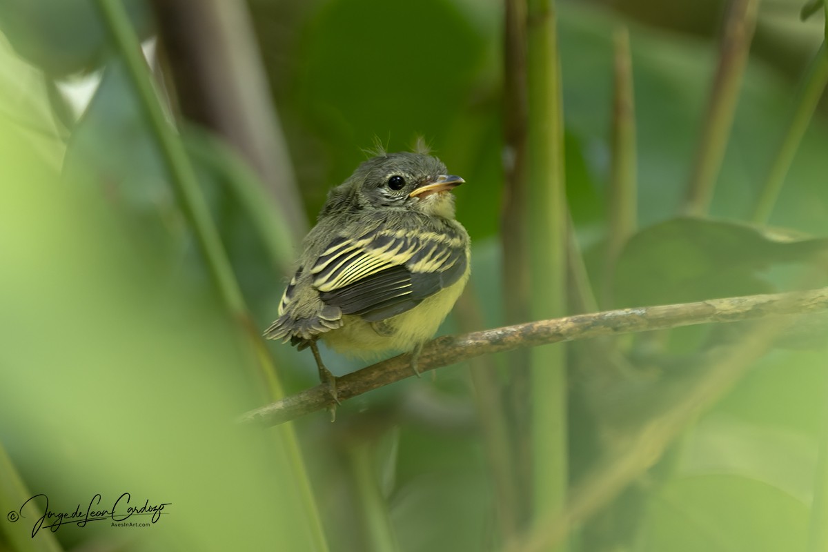 Guianan Tyrannulet - ML646540307