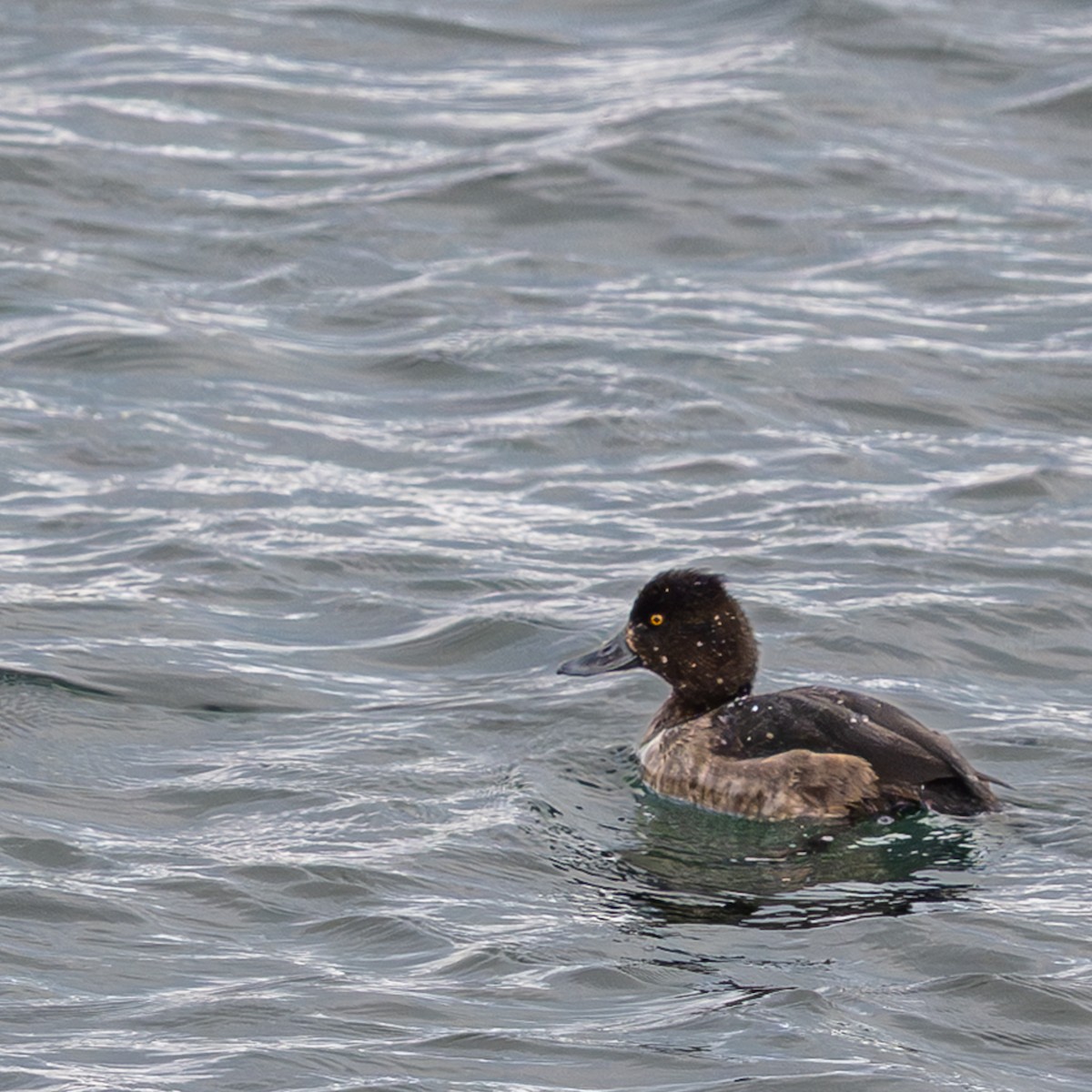 Tufted Duck - ML646540309