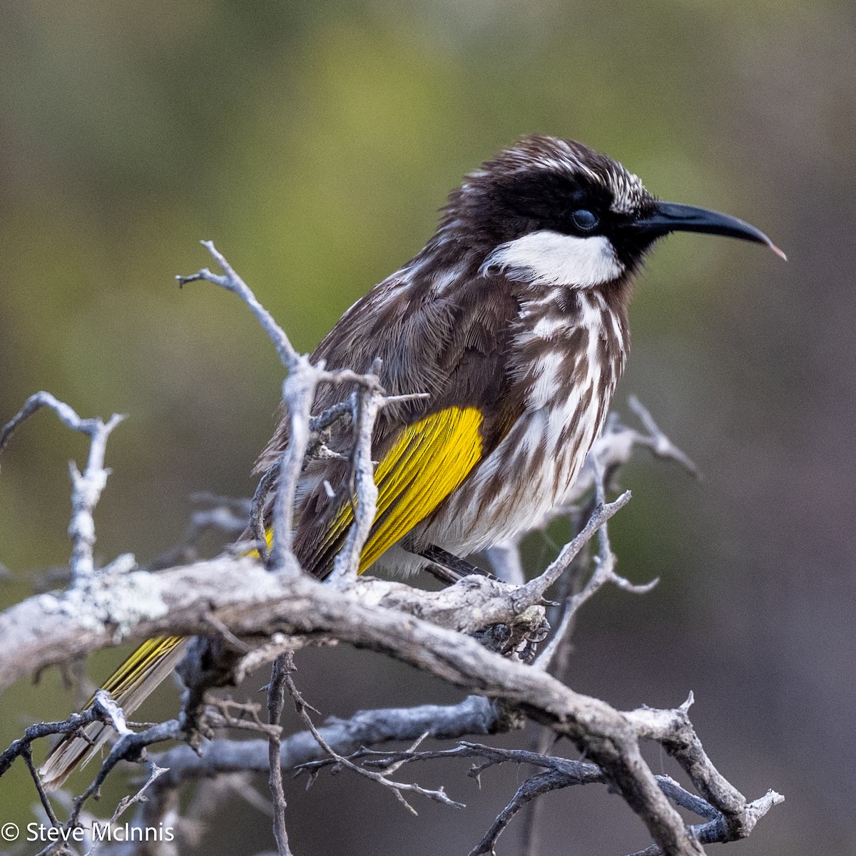 Медовка білощока - ML646540311