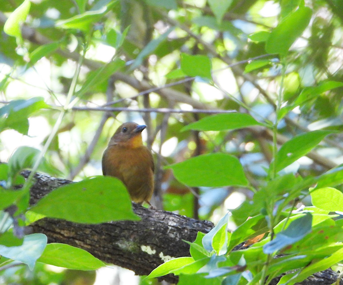 Red-throated Ant-Tanager - ML646540312