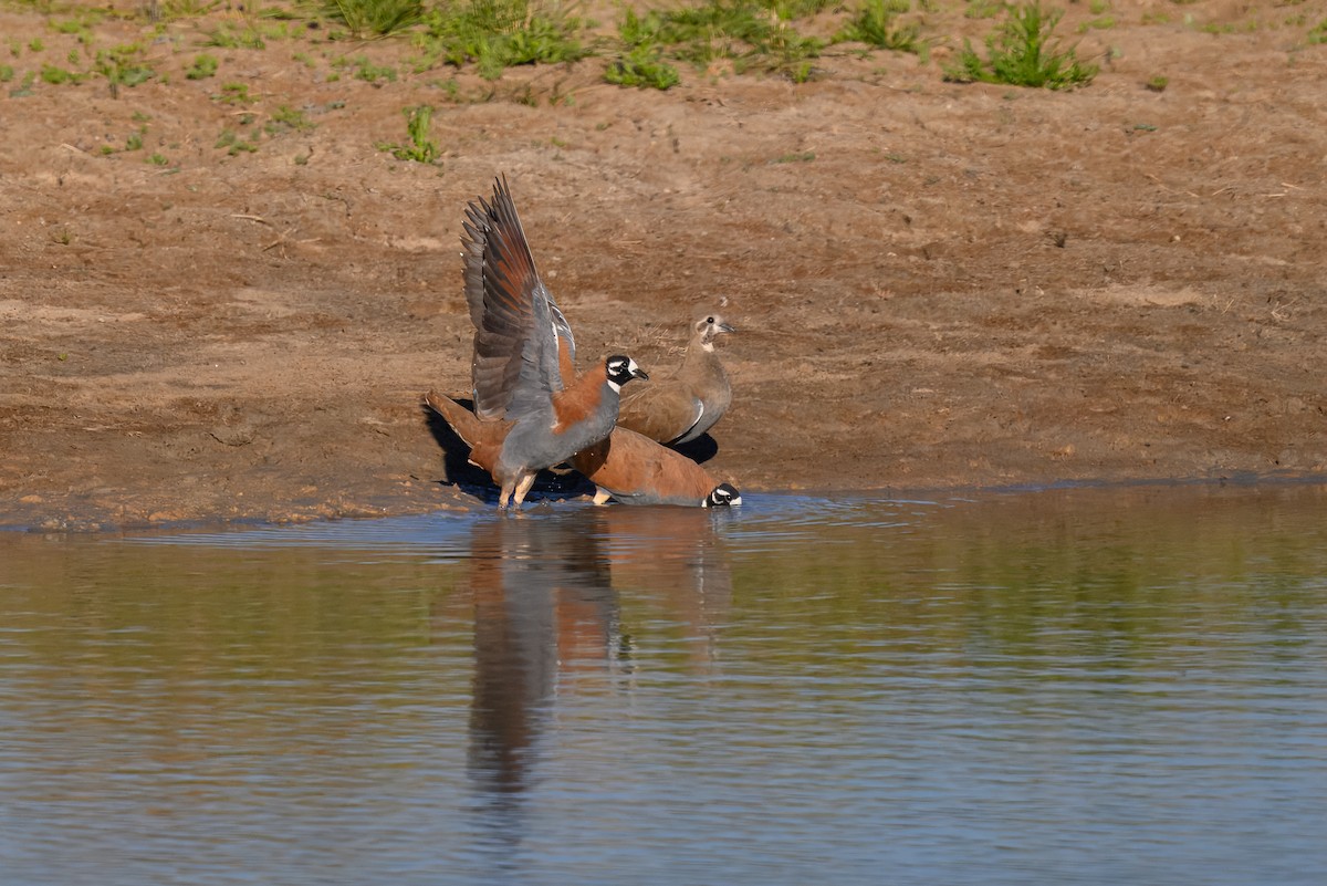 Flock Bronzewing - ML646540313