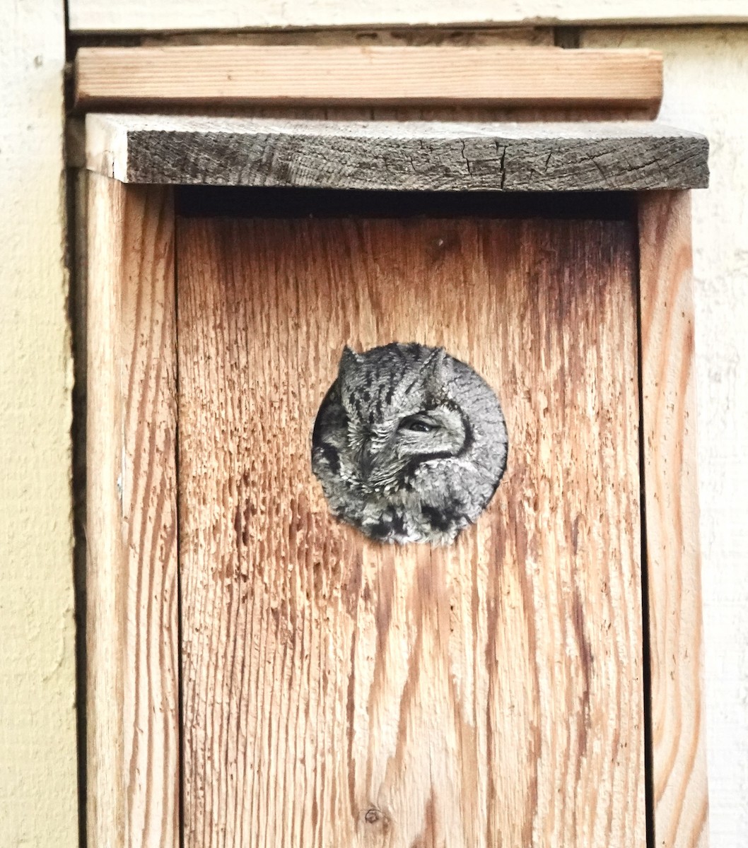 Western Screech-Owl - ML646540314