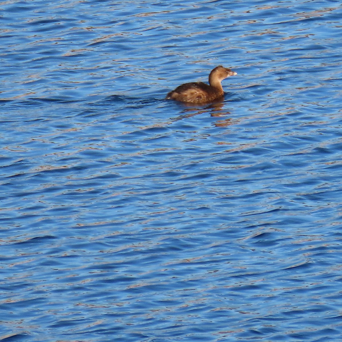 オビハシカイツブリ - ML646540315