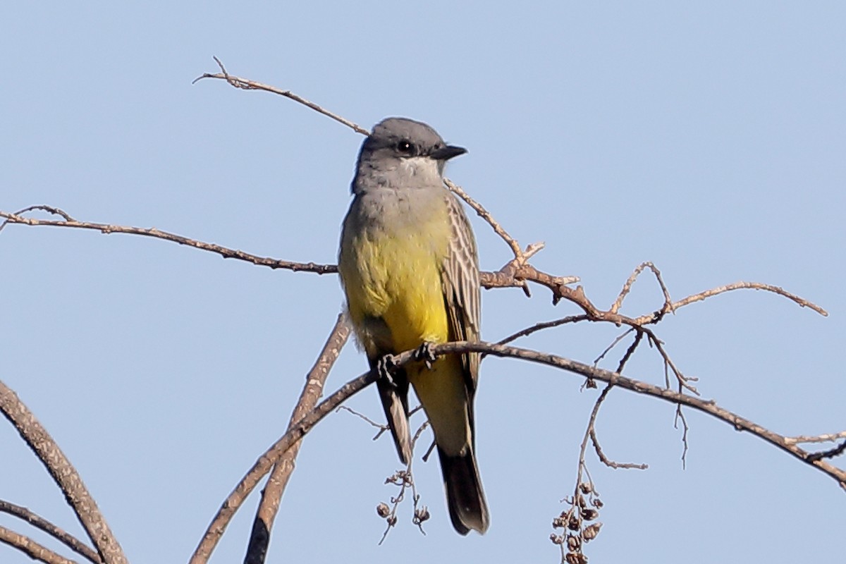 Tirano Gritón - ML646540317