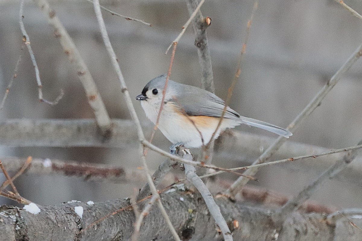 Tufted Titmouse - ML646540318