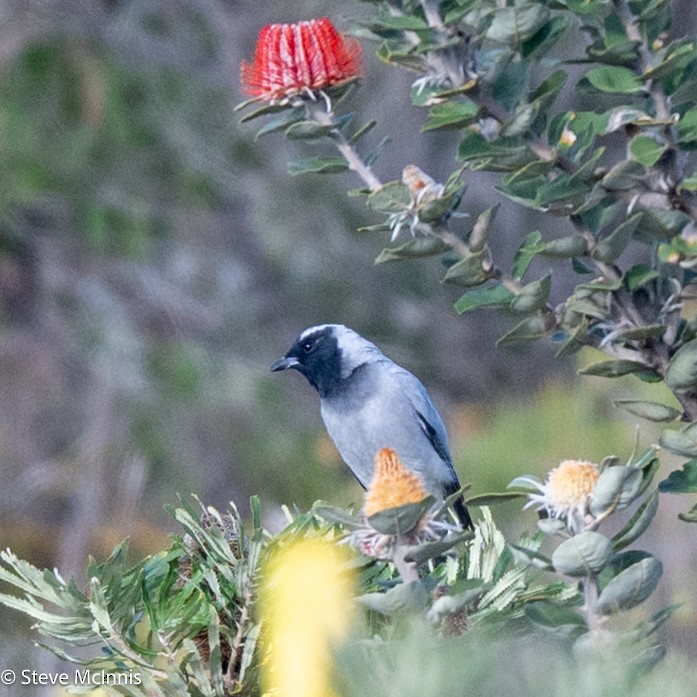 Шикачик масковий - ML646540320