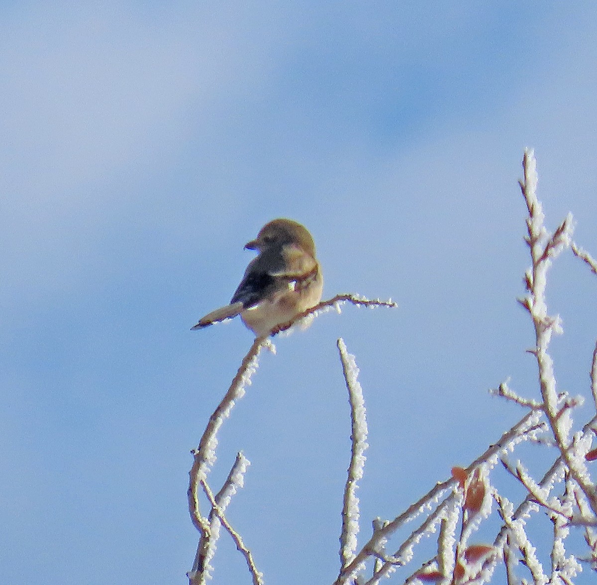 Alcaudón Boreal - ML646540323