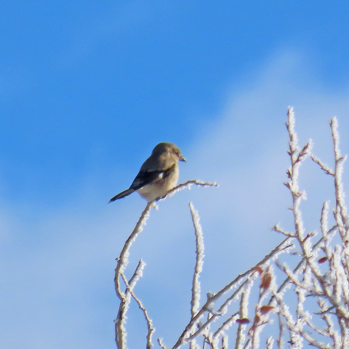 Alcaudón Boreal - ML646540324