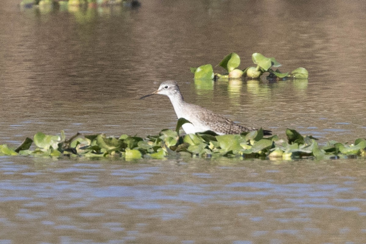 Lesser Yellowlegs - ML646540331