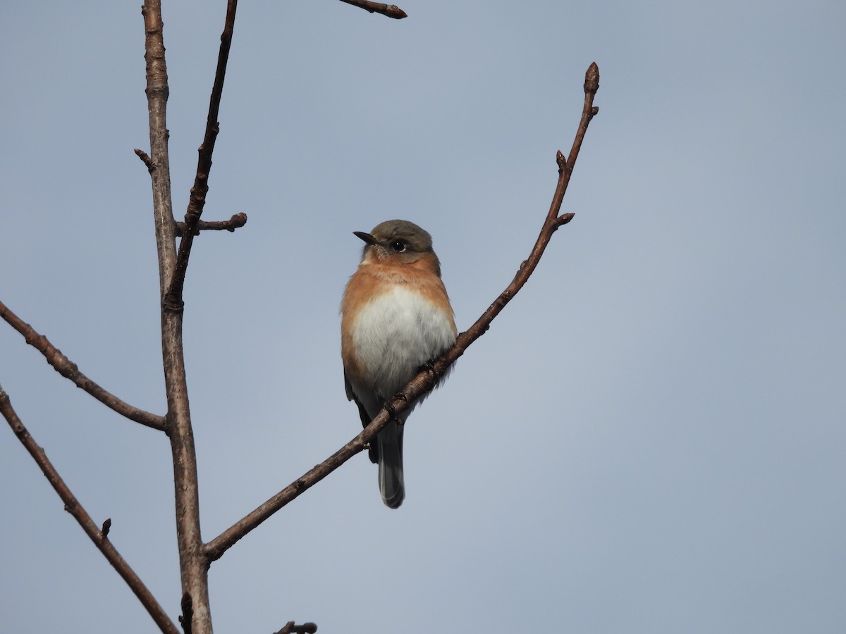 Doğulu Mavi Ardıç - ML646540332