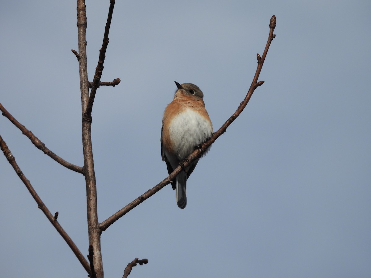 Doğulu Mavi Ardıç - ML646540333