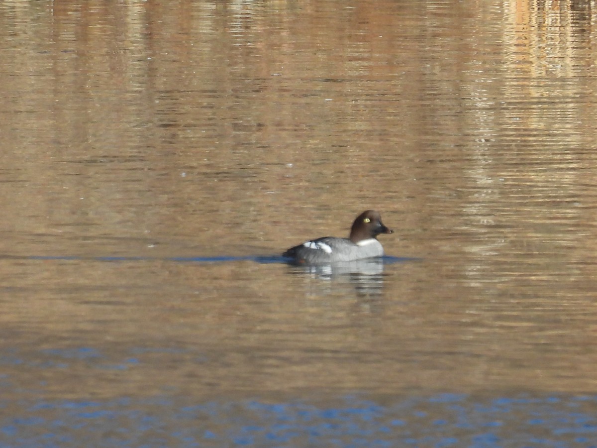 Гоголь - ML646540334