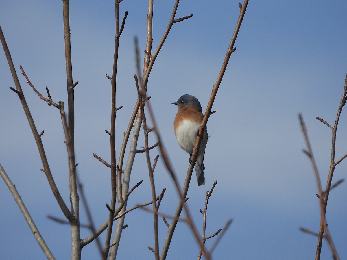 Doğulu Mavi Ardıç - ML646540335