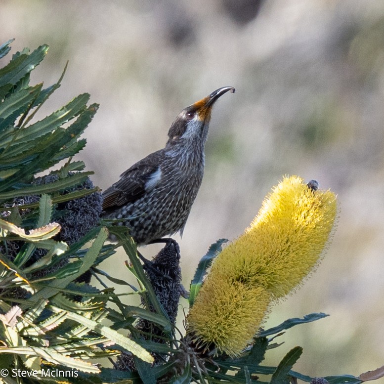 Медолюб-сережник західний - ML646540336