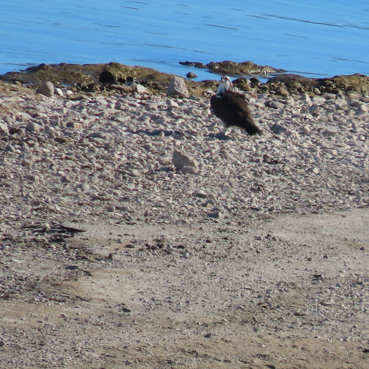 ミサゴ - ML646540337