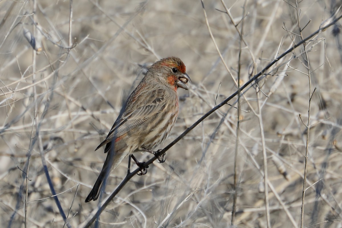 Camachuelo Mexicano - ML646540338