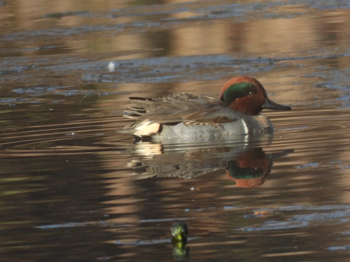 Green-winged Teal - ML646540344