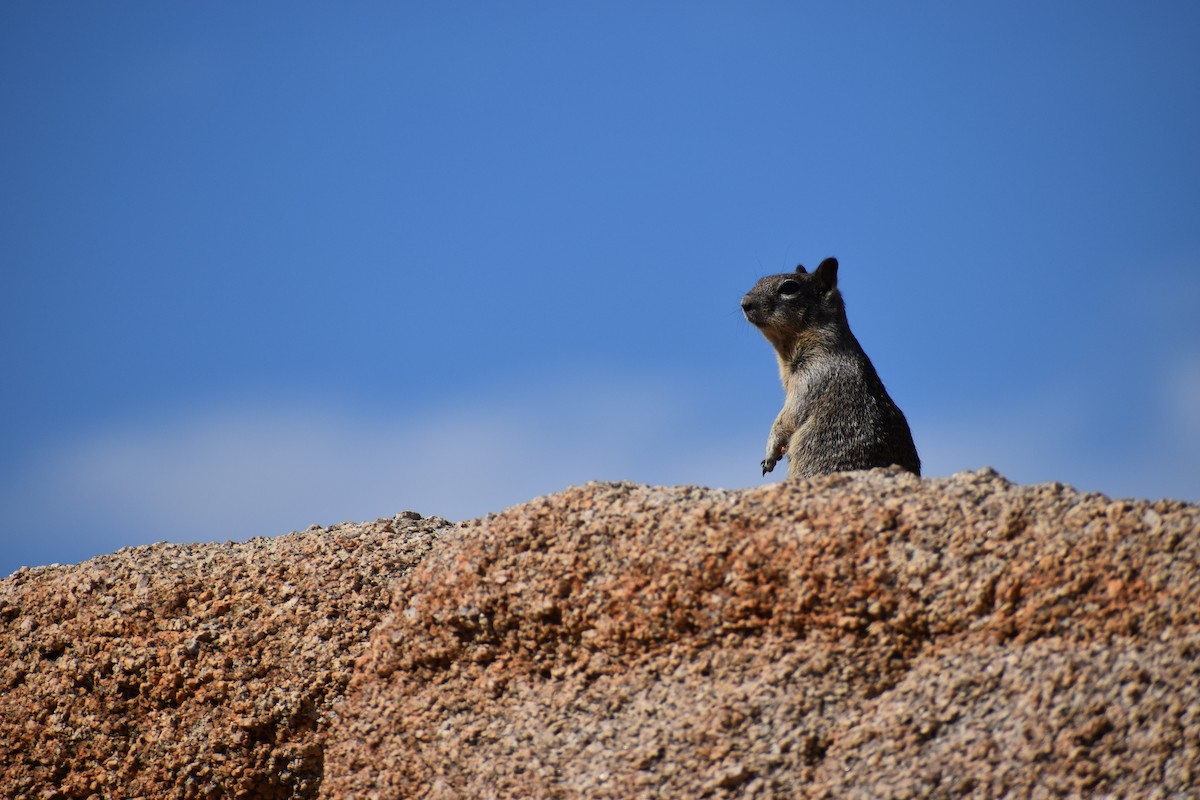 加州地松鼠 - ML646540345