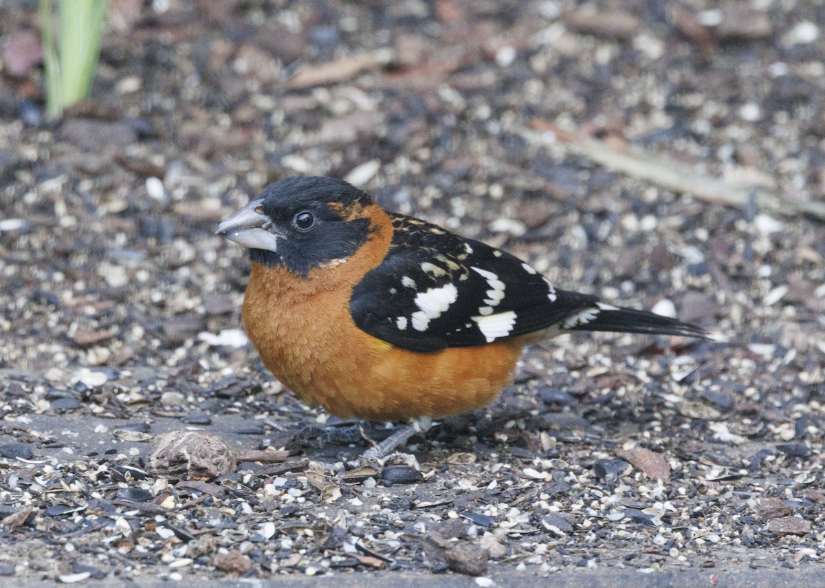 Black-headed Grosbeak - ML646540346