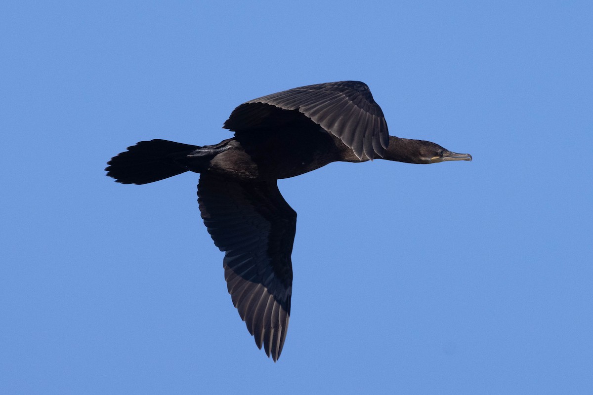 Neotropic Cormorant - ML646540348