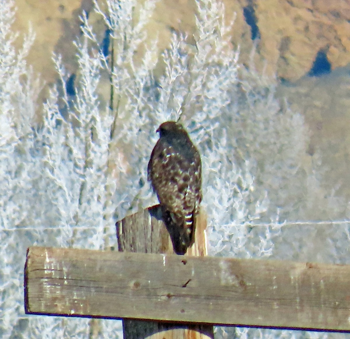 Busardo Calzado - ML646540349