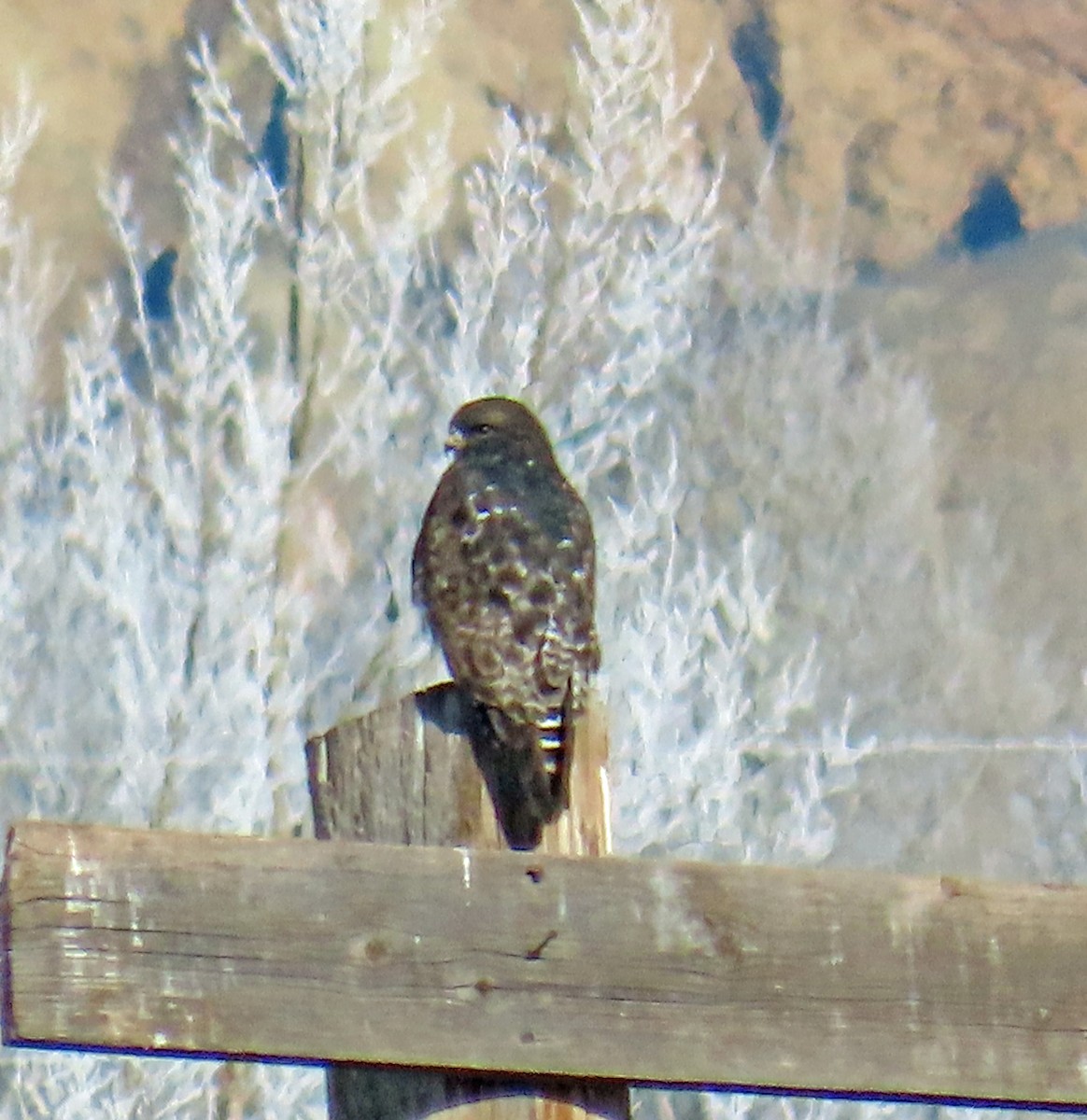 Busardo Calzado - ML646540350