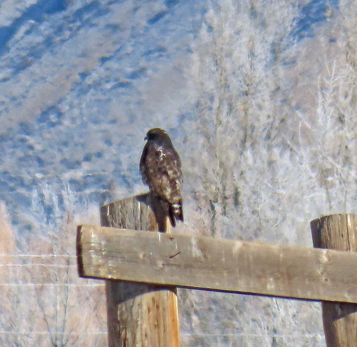 Busardo Calzado - ML646540351