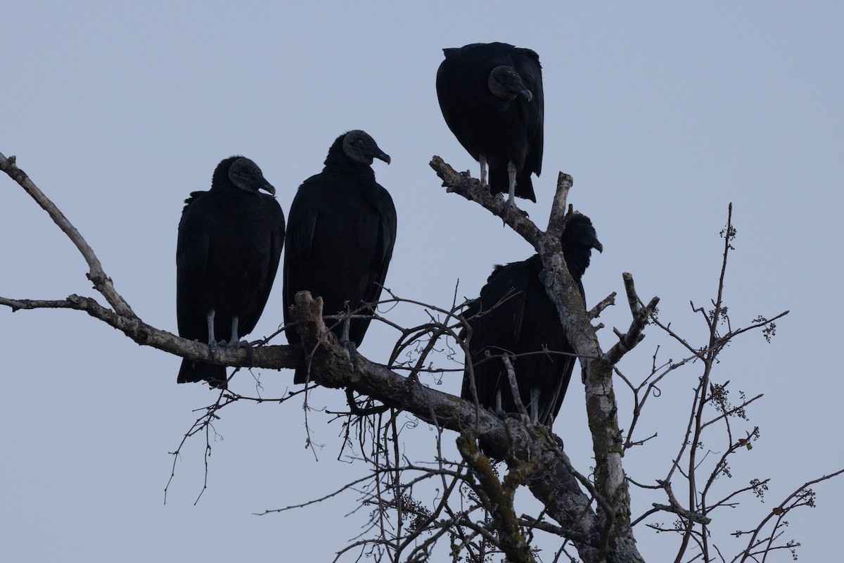 Black Vulture - ML646540353