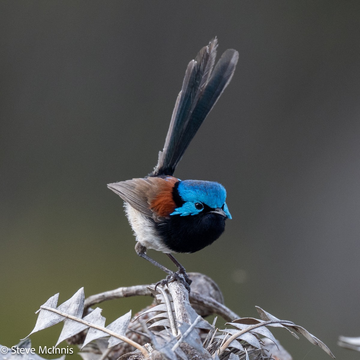 Red-winged Fairywren - ML646540354