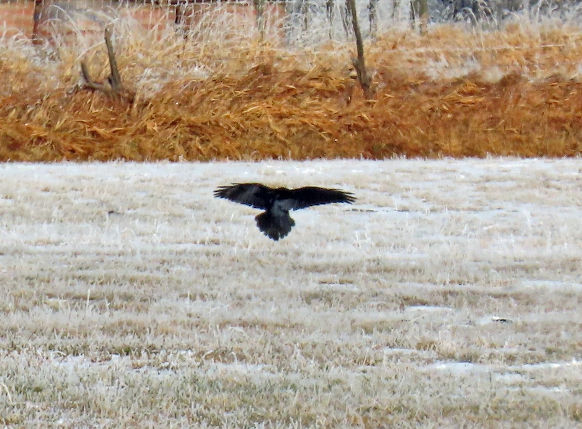 Cuervo Grande - ML646540355