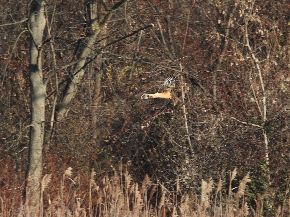 Northern Harrier - ML646540356