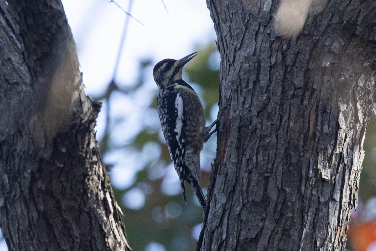 Yellow-bellied Sapsucker - ML646540357