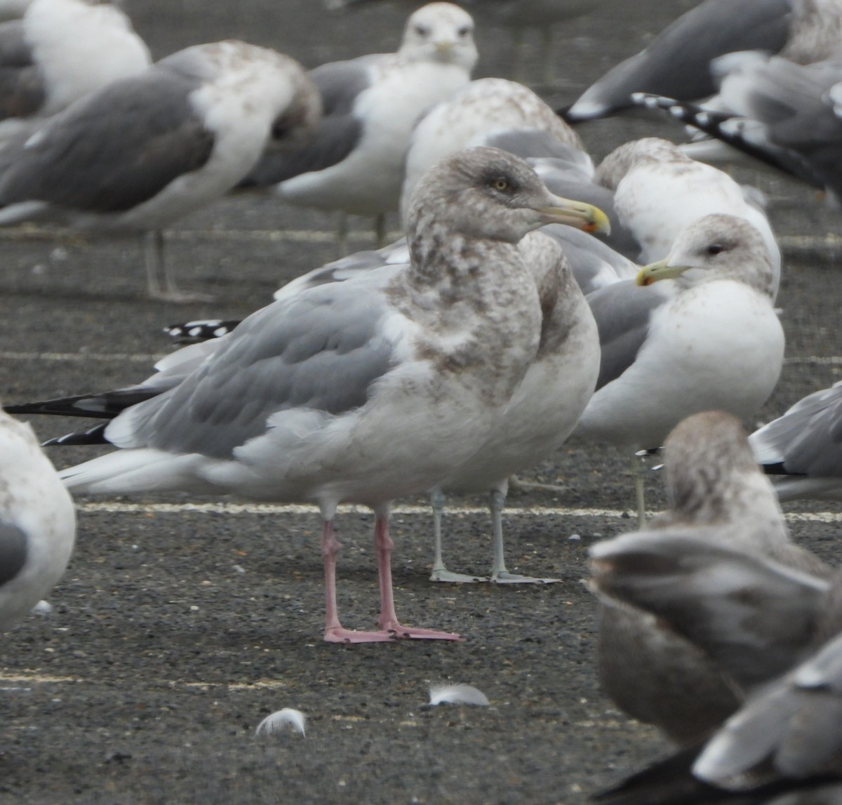 American Herring Gull - ML646540358
