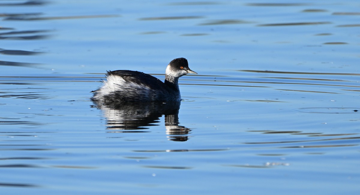 Eared Grebe - ML646540365