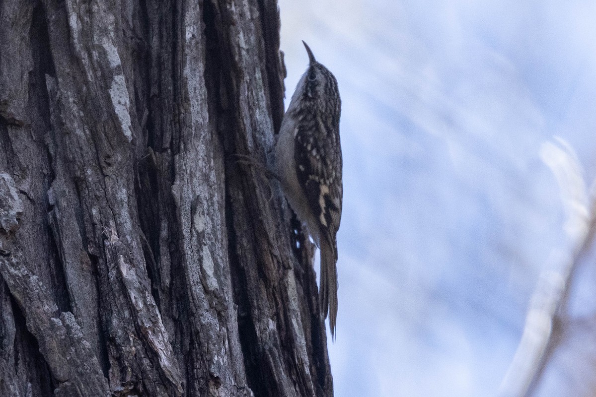 Brown Creeper - ML646540367