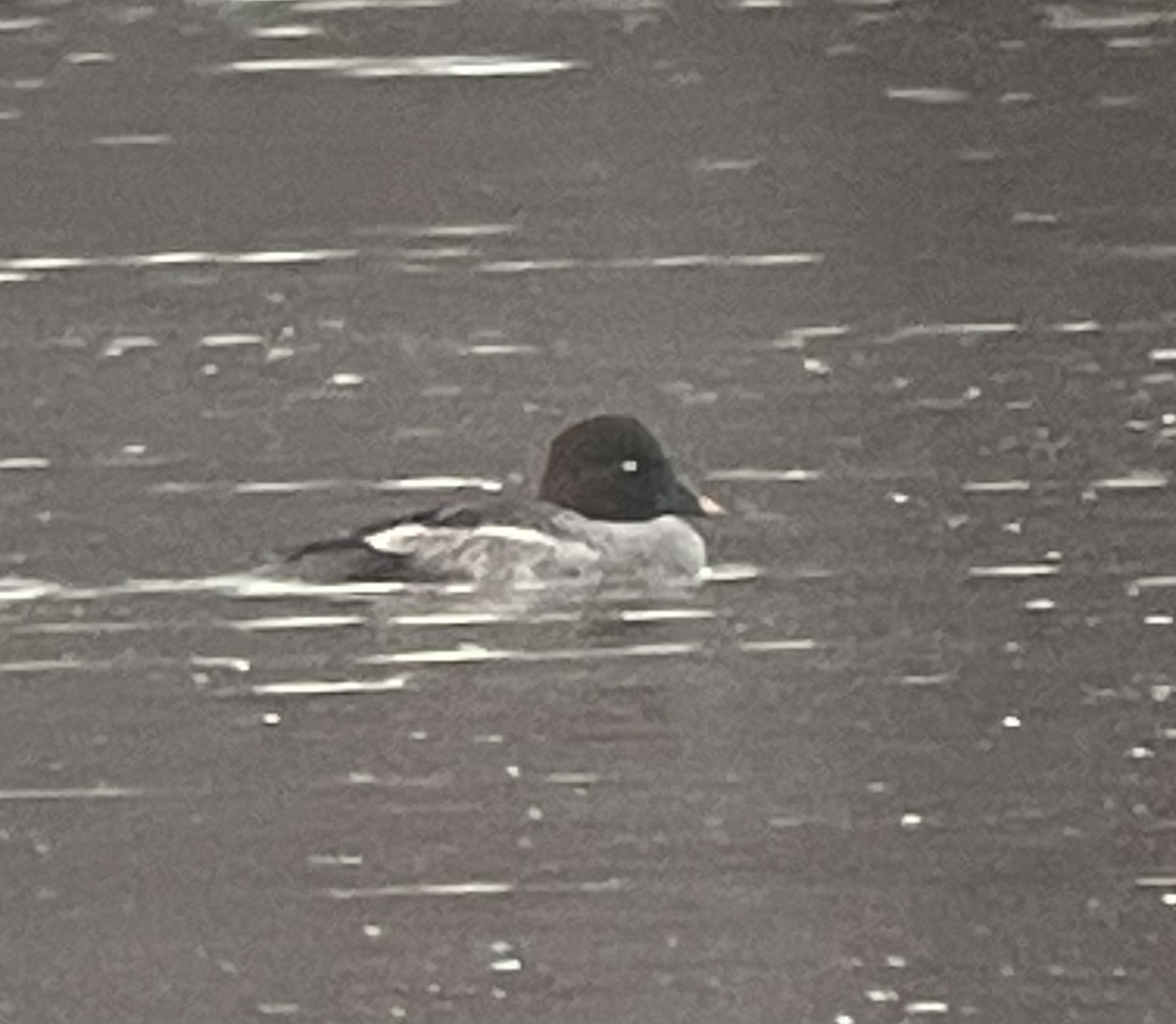 ホオジロガモ - ML646540368