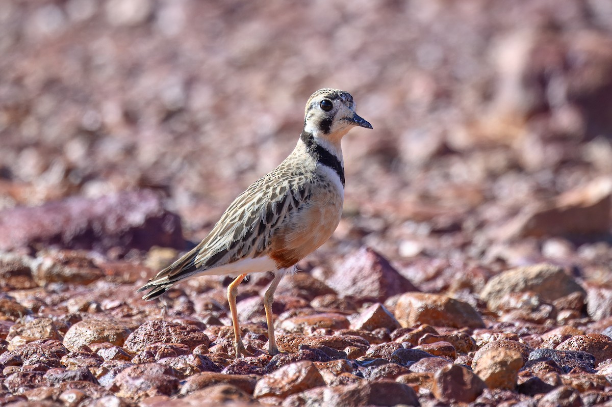 Inland Dotterel - ML646540369