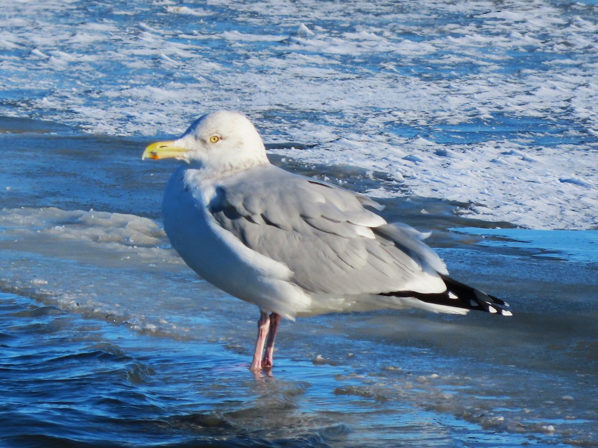 Amerika Gümüş Martısı - ML646540370