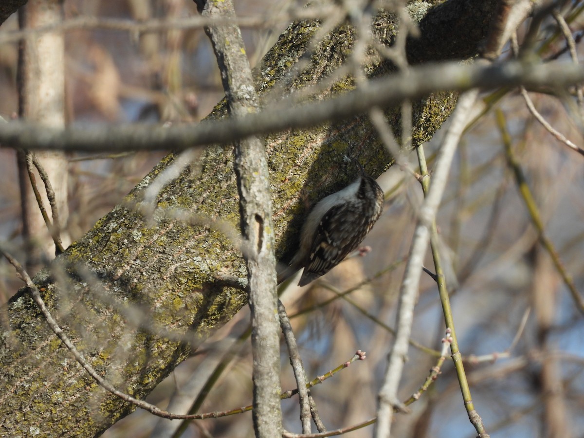 šoupálek americký - ML646540372