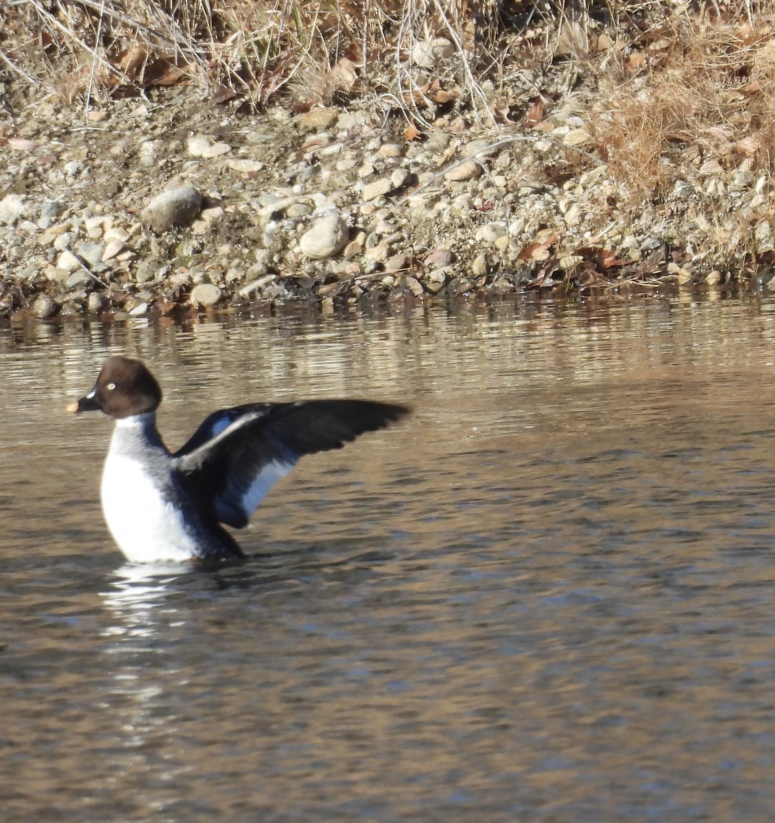 Гоголь - ML646540375