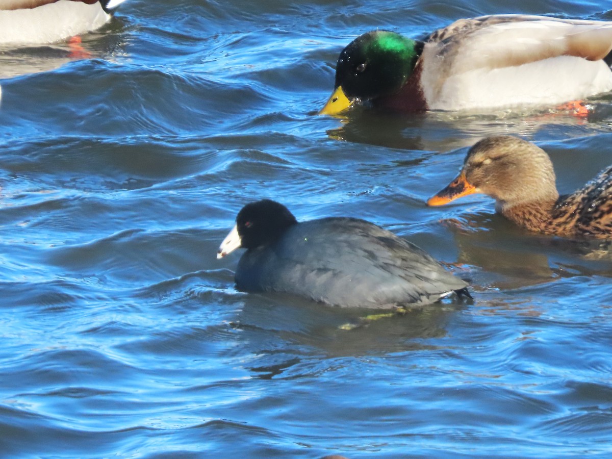 Amerika Mekesi - ML646540376