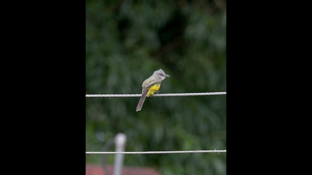 Tropical Kingbird - ML646540381