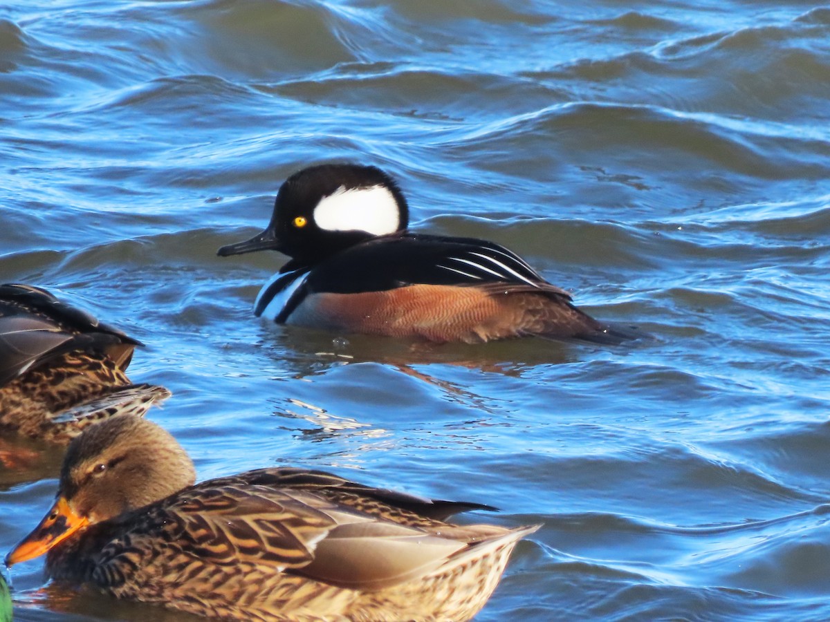 Başlıklı Tarakdiş - ML646540385