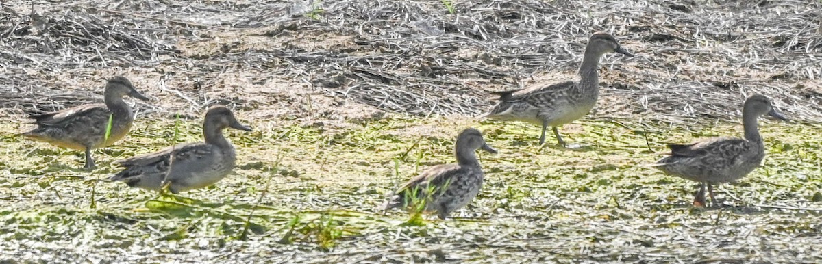 Чирянка блакитнокрила - ML646540391